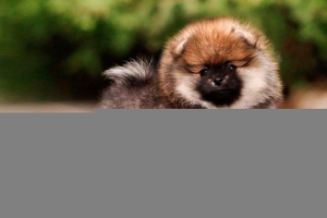 Cijena i savjeti za skrb za pomeranski spitz Cijena i savjeti za skrb za pomeranski spitz